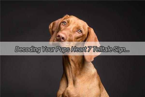 Decoding Your Pups Heart 7 Telltale Signs Your Dog Has a Fave Human